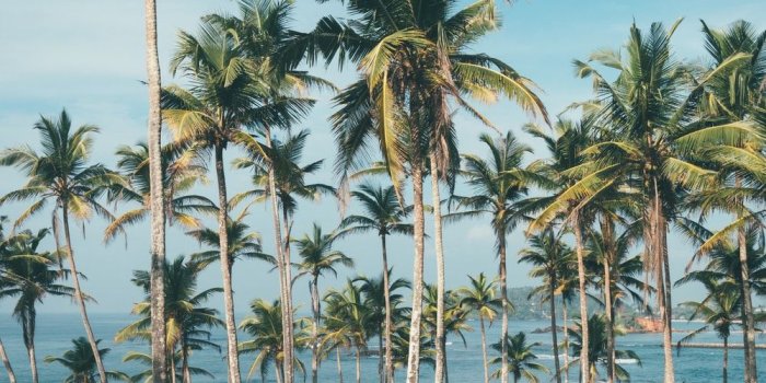 1000x1250 Coachella | 82 best free coachella, palm tree, palm and sunset