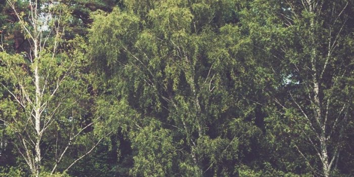 938x1668 Download wallpaper 938x1668 trees, forest, vans, camping iphone 8/7