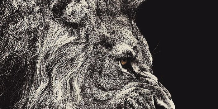 1242x2208 Dobby Wallpapers (66+ background pictures)