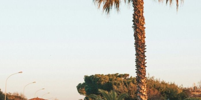 736x1305 Summer wallpaper background lockscreen iPhone palms - Fashion