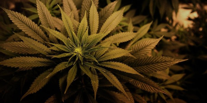 2560x1600 Cannabis HD Wallpapers