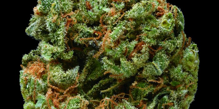 900x1200 Dazzling Macro Photographs Reveal The Unexpected Beauty Of Marijuana