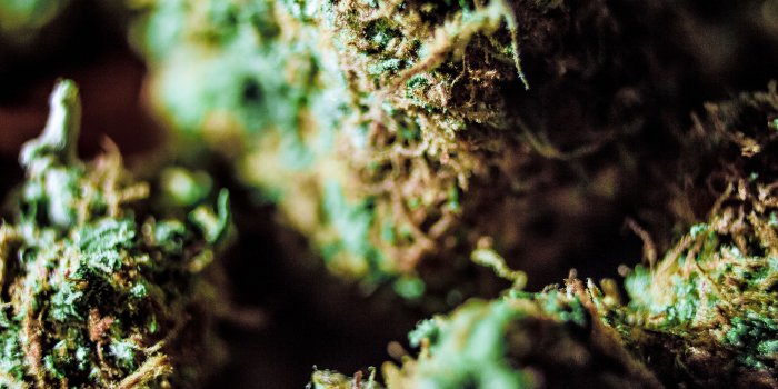 3840x2160 4K Weed Wallpapers High Quality | Download Free