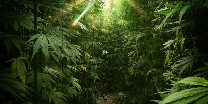 2800x1880 4K Weed Wallpapers High Quality | Download Free