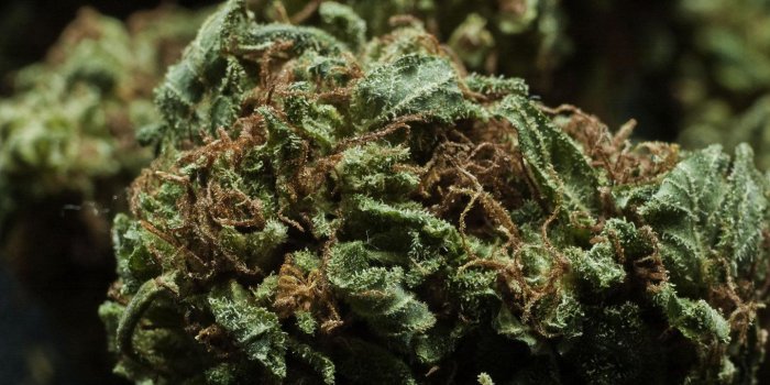 1440x810 kush vines weed vines marijuana free wallpapers free HD wallpapers