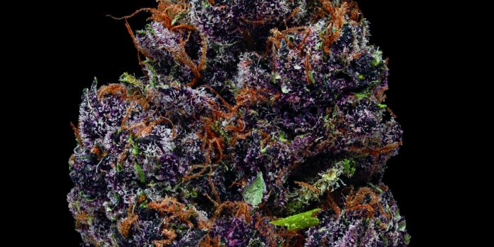 900x1199 Dazzling Macro Photographs Reveal The Unexpected Beauty Of Marijuana