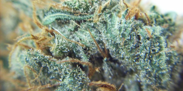 1920x1080 Weed Plant Wallpaper Hd 35+ - Page 2 of 3 - hdwallpaper20.com