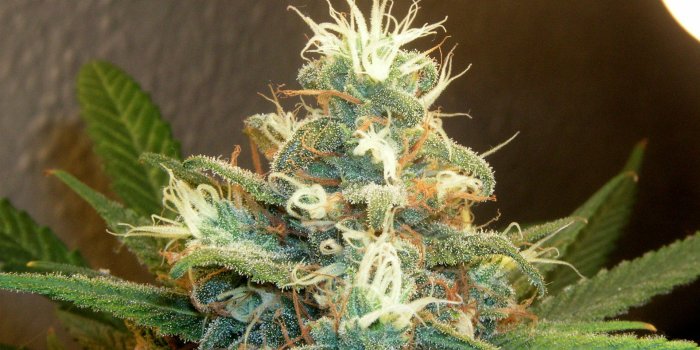 1920x1200 49+] Marijuana Bud Wallpaper on WallpaperSafari