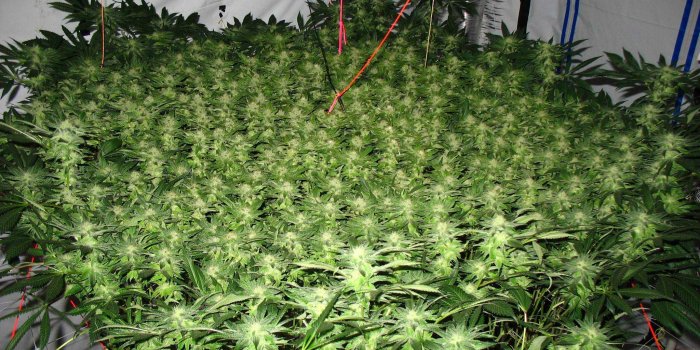 2048x1536 Sour Kush SCROG Pics @ 37 days in Flower | Grow Weed Easy