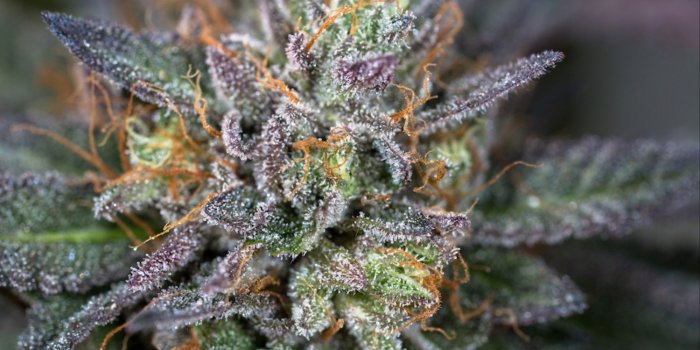 2000x1124 I Take Photos of Dank Weed for a Living - VICE