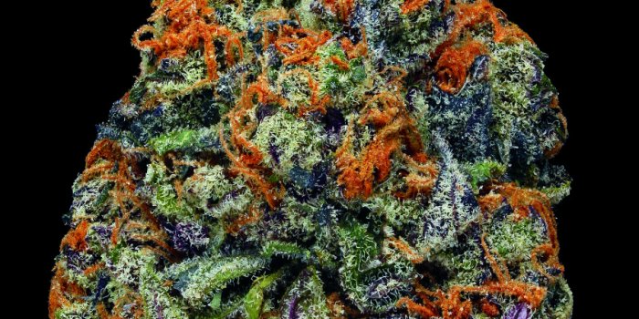 900x1200 Dazzling Macro Photographs Reveal The Unexpected Beauty Of Marijuana