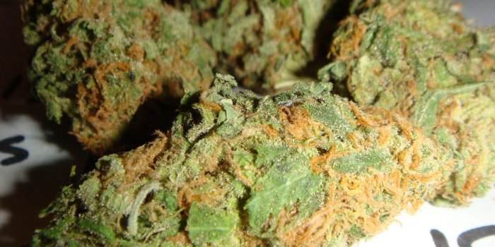 1600x1200 49+] Marijuana Bud Wallpaper on WallpaperSafari