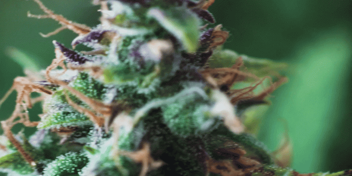 1920x1080 Macro shot with sugar trichomes cbd thc, concepts of grow and use of  marijuana for medicinal purposes. Concepts legalizing weed Beautiful buds  before