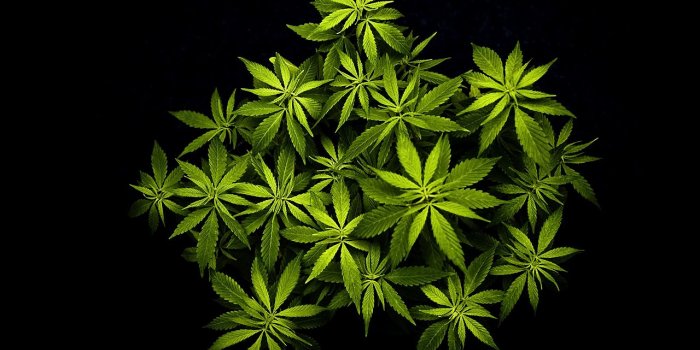 1280x800 Marijuana leaf wallpapers Gallery