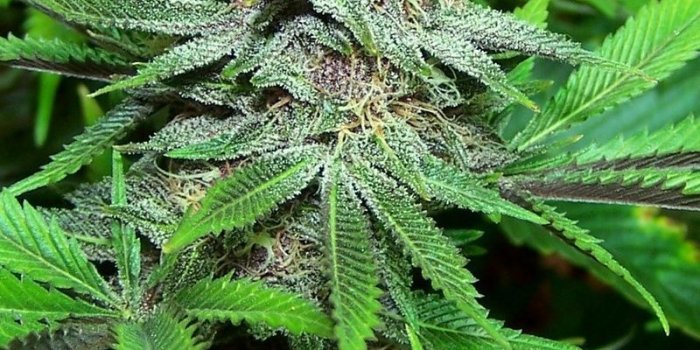 800x1199 Weed Plants Wallpapers (109+ images in Collection) Page 1