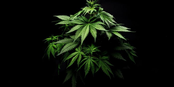 2400x1800 The Entourage Effect: How THC and Other Weed Compounds Mix | WIRED