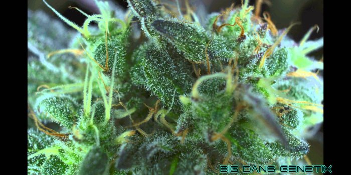 1920x1080 Best 56+ Medical Cannabis Wallpaper on HipWallpaper | Medical