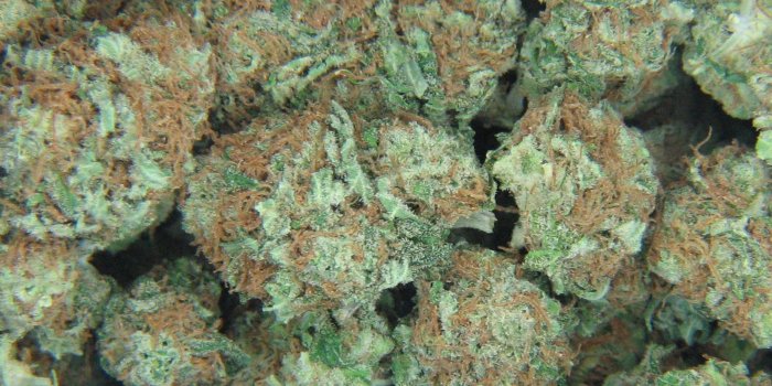1600x1667 Marijuana Bud Wallpaper - BRAVES DESKTOP WALLPAPERS
