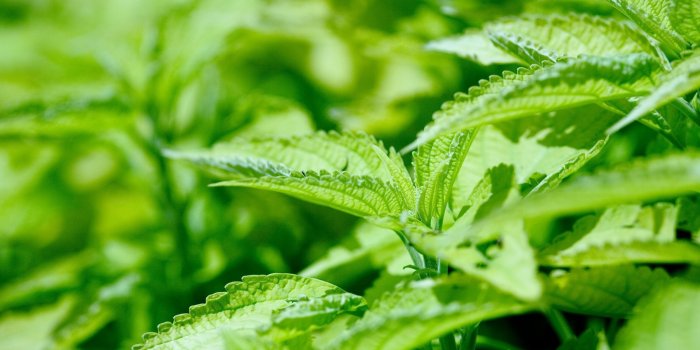 3840x2160 Weed Leaf Wallpapers (56+)