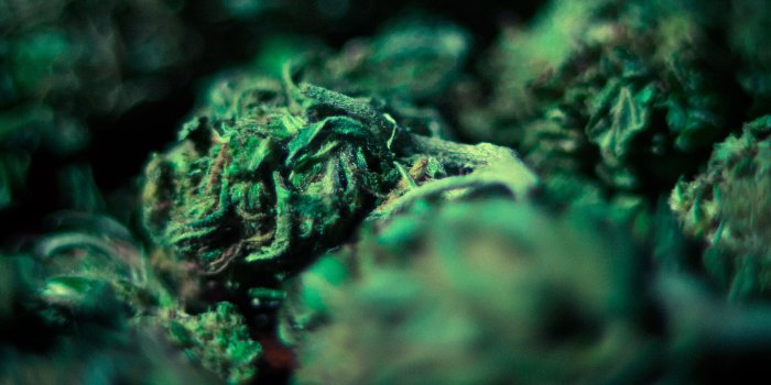 3840x2160 4K Weed Wallpapers High Quality | Download Free