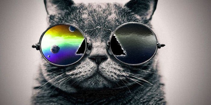 1366x768 Download Cat wallpapers to your cell phone cat galaxy shades 2048