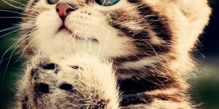 768x1024 Funny Cat ❤ 4K HD Desktop Wallpaper for 4K Ultra HD TV • Wide