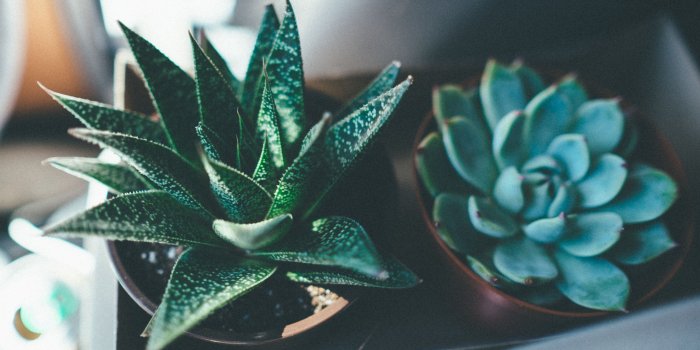 3840x2160 Succulents Wallpapers