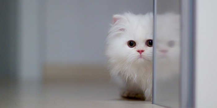 1440x960 Cute White Cat ❤ 4K HD Desktop Wallpaper for 4K Ultra HD TV • Wide