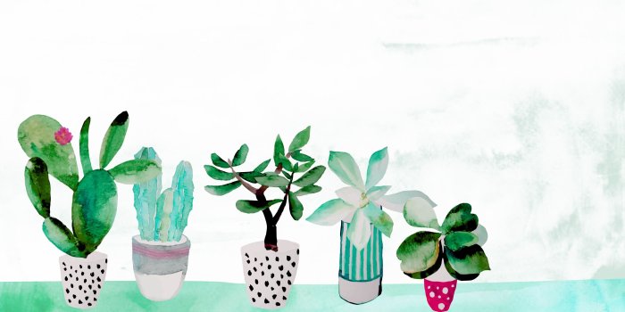 3333x1875 Aria Quintana on Desktop wallpapers | Succulents wallpaper