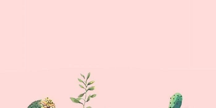 720x1280 Aesthetic Succulents Wallpapers - Top Free Aesthetic Succulents