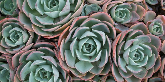 3456x2304 55+ Succulent Wallpapers - Download at WallpaperBro