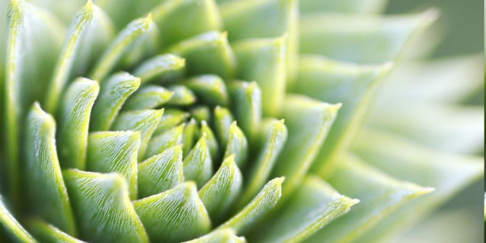 3035x1707 Succulents Wallpapers