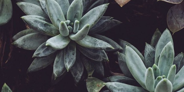 744x1392 Succulent wallpaper | Design