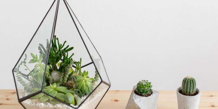 2000x1500 How to Make a Terraarium - Begginers Ultimate Guide - realestate.com.au