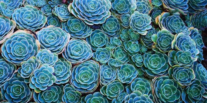 1920x1080 Succulents Wallpapers