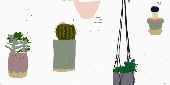 1242x2208 Succulent Background For Iphone, Hd Wallpapers & backgrounds