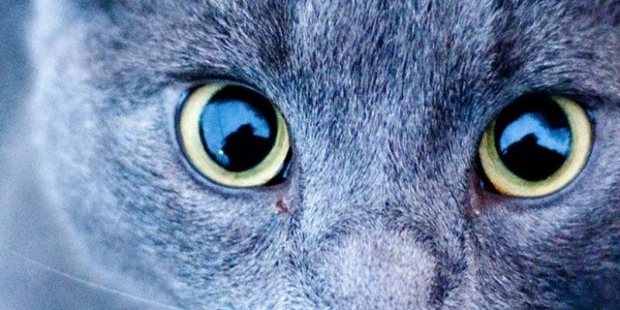 720x1280 720x1280 Blue Cat Green Eyes desktop PC and Mac wallpaper