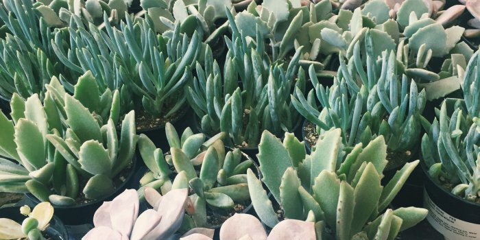 2448x3264 Vibrant succulents wallpapers t Succulents Plants and