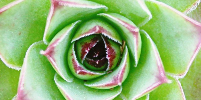 1440x2560 Cactus Flower Wallpaper - iPhone, Android & Desktop Backgrounds