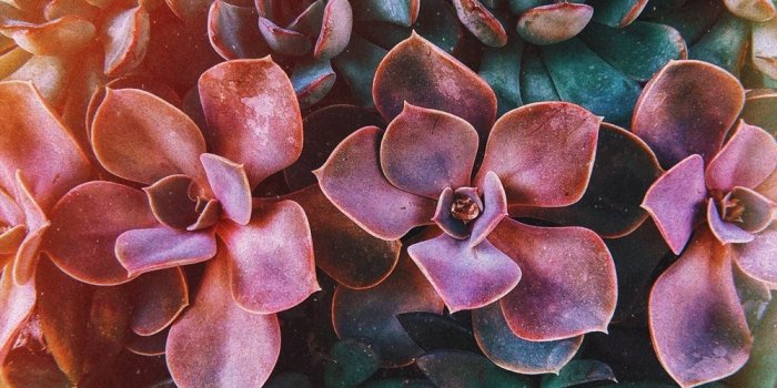 1000x1333 Succulent Wallpaper (107+ images in Collection) Page 1