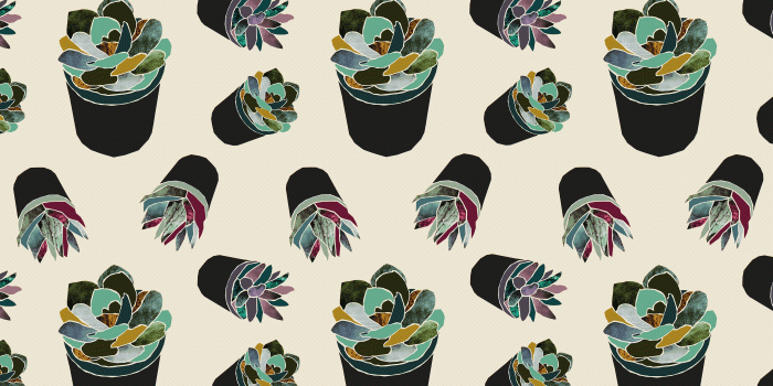 3000x2005 Succulents Wallpapers