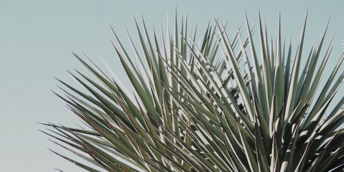 2992x2000 5307806 2992x2000 #leaf, #summer, #tree, #Public domain images