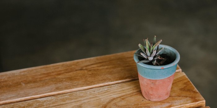 2592x1728 Succulent Desktop Wallpaper - (38+) Wallpaper Collections