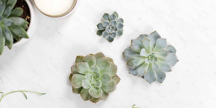 1480x1000 65 Ingenious Indoor Plant Decor Ideas | Shutterfly