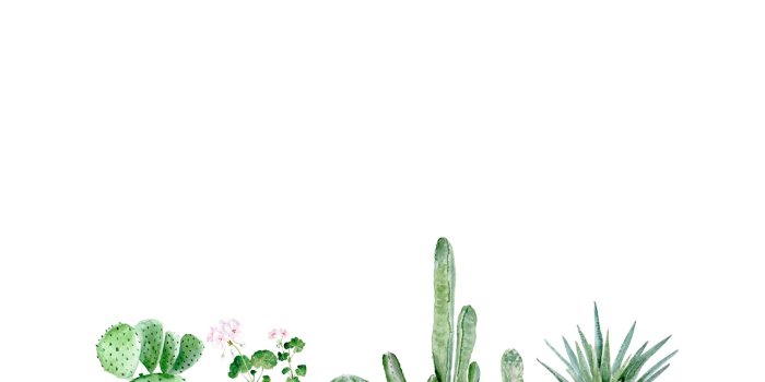 2046x2046 Succulent Aesthetic Desktop Wallpaper – Gala Bakken Design