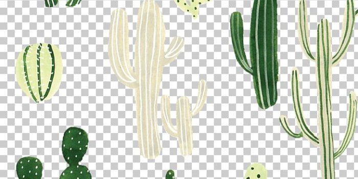 728x1324 Huawei P10 Sony Xperia Z5 Cactaceae Succulent plant , Painted green