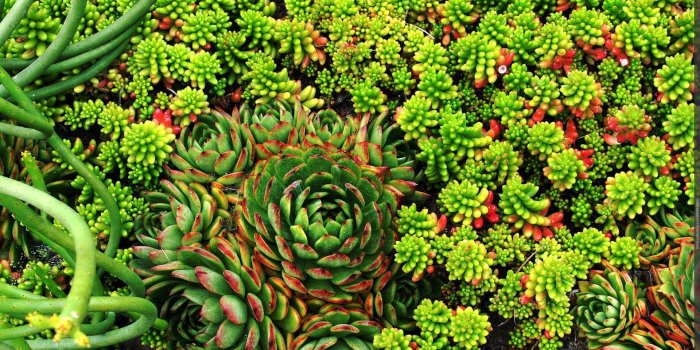 1920x1080 Succulents Wallpapers