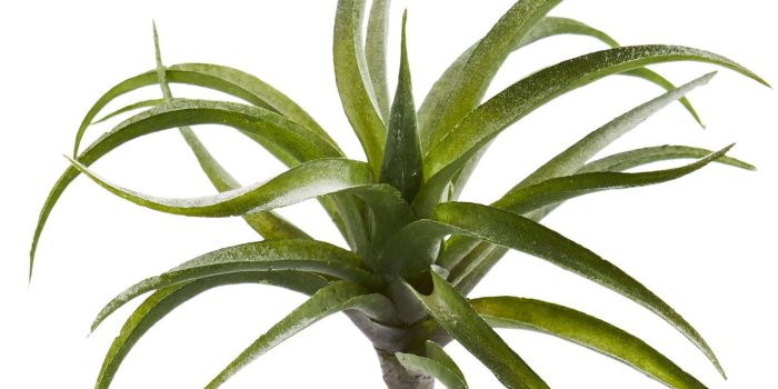 1600x1720 Air Plant Desktop Succulent Plant