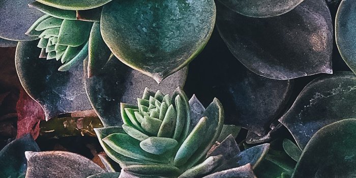 1080x1920 Download Succulent Iphone Wallpaper (43+) - Free Wallpaper For your