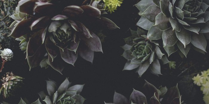 2880x1800 Aesthetic Desktop Wallpaper Succulent